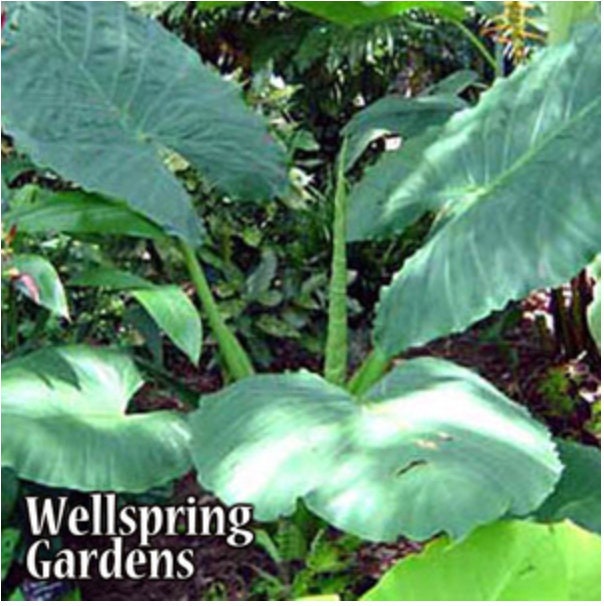 Borneo Giant Elephant Ear Alocasia Macrorrhiza Live Plant Etsy