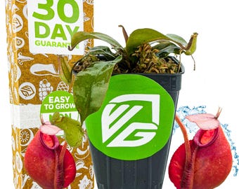 Planta carnívora de la suerte - Nepenthes ampullaria x ventricosa