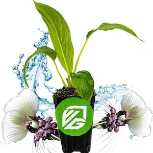 White Bat Live Flowering Plant - Tacca integrifolia