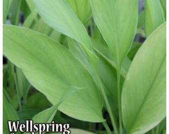 Yellow Turmeric Ginger Curcuma longa Live Plant - Culinary cooking