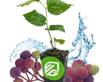 Sherbet Berry Live Plant (Phalsa/Falsa) - Grewia asiatica by Wellspring Gardens - Starter Plant