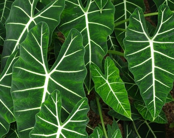 Frydek Elephant Ear - Alocasia - Live Plant