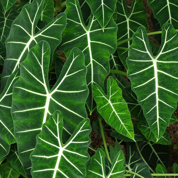 Frydek Elephant Ear - Alocasia - Live Plant