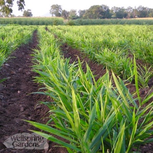 Ginger (Common Cooking Variety) - Zingiber officinale - Live Plant