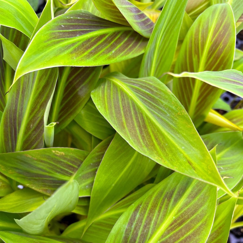 Siam Ruby Red Banana Musa Live Plant image 1