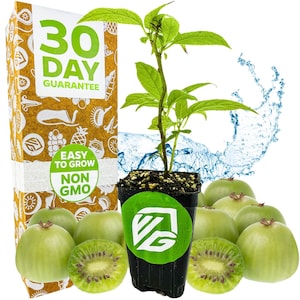 Puede incluir: Una peque&ntilde;a planta en maceta con hojas verdes y un tallo, rodeada de kiwis verdes. Una caja con el texto "30 DAY GUARANTEE" y "EASY TO GROW NON GMO" est&aacute; en el fondo. Tambi&eacute;n son visibles salpicaduras de agua.