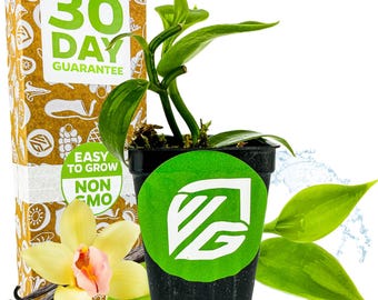 Orquídea vainilla - Vanilla planifolia