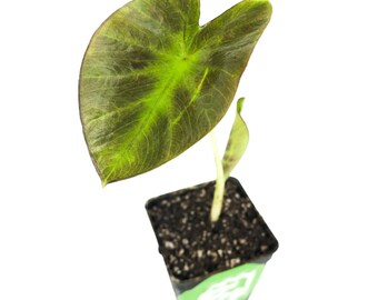 Aloha™ Elephant Ear - Colocasia - Live Plant