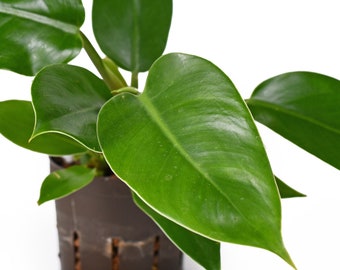 Philodendron Imperial Green - Philodendron - Live Plant