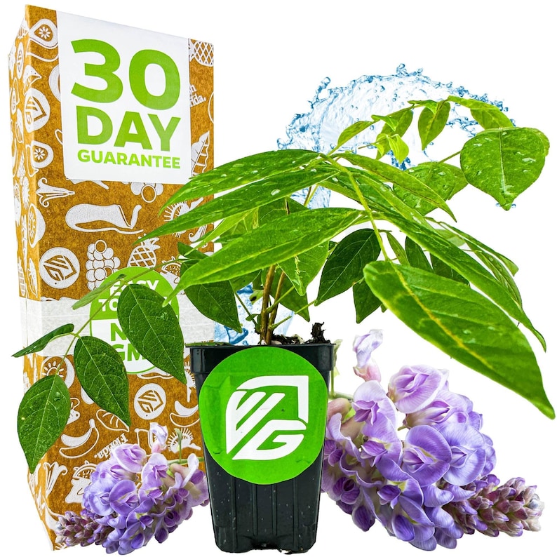 Puede incluir: Una planta de glicinia en maceta con flores moradas y hojas verdes. La planta est&aacute; en una maceta negra con una etiqueta verde que dice "ZG". El fondo es una caja marr&oacute;n con una etiqueta de garant&iacute;a de 30 d&iacute;as.