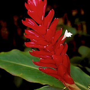 Dwarf Red Ginger - Alpinia purpurata - Live Plant