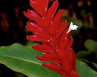 Dwarf Red Ginger - Alpinia purpurata - Live Plant