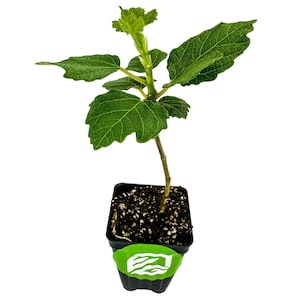 Violette de Bordeaux Fig Ficus carica Live Plant image 2