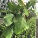 see more listings in the Houseplant & Landscape section