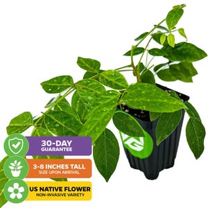 Puede incluir: Una planta de flor nativa de EE. UU. verde en una maceta negra. La planta mide de 7,6 a 20,3 cm de alto y es una variedad no invasiva. La planta tiene una garant&iacute;a de 30 d&iacute;as.