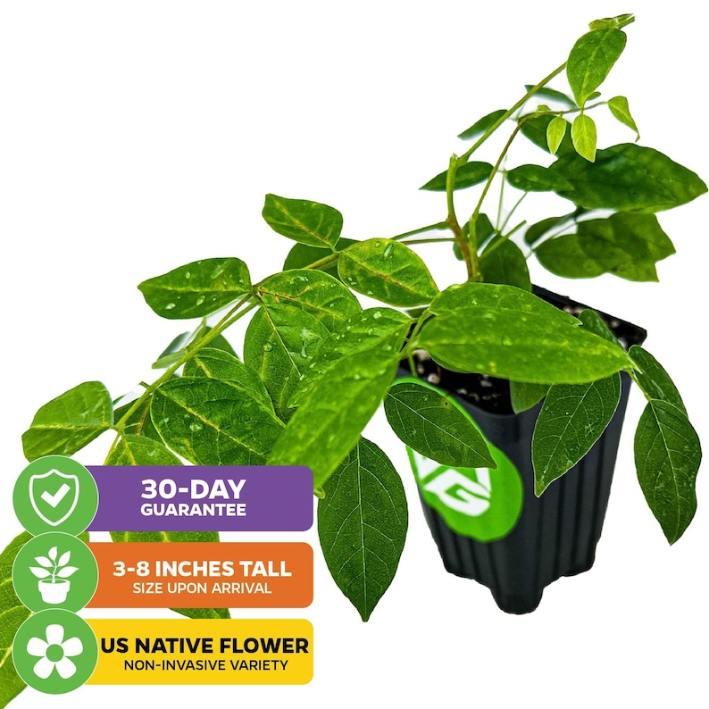 Puede incluir: Una planta de flor nativa de EE. UU. verde en una maceta negra. La planta mide de 7,6 a 20,3 cm de alto y es una variedad no invasiva. La planta tiene una garant&iacute;a de 30 d&iacute;as.