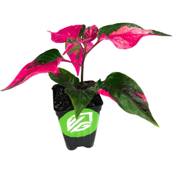 Alternanthera Party Time (Joseph's Coat) - Alternanthera - Live Plant