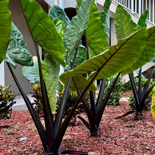 Black Sapphire Gecko Elephant Ear Colocasia Live Plant Etsy