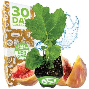 LSU Gold Fig Tree - Ficus carica - Live Plant