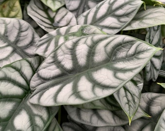 Silver Dragon Elephant Ear - Alocasia baginda - Live Plant