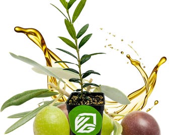 Arbequina Olive Tree - Olea europaea - Live Plant