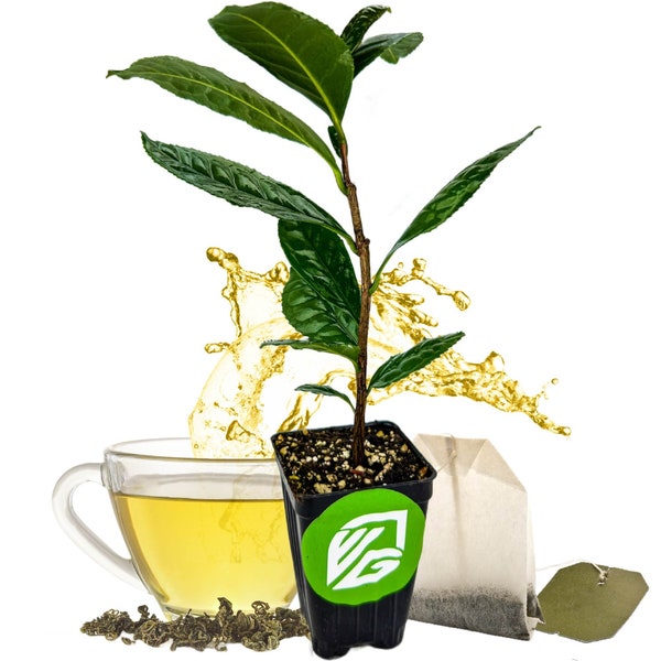 Green Tea Tree Live - Etsy