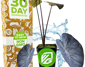 Black Coral Elephant Ear PPAF - Colocasia esculenta - Live Plant