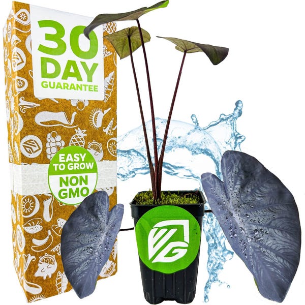 Oreja de Elefante de Coral Negro PPAF - Colocasia esculenta - Planta viva