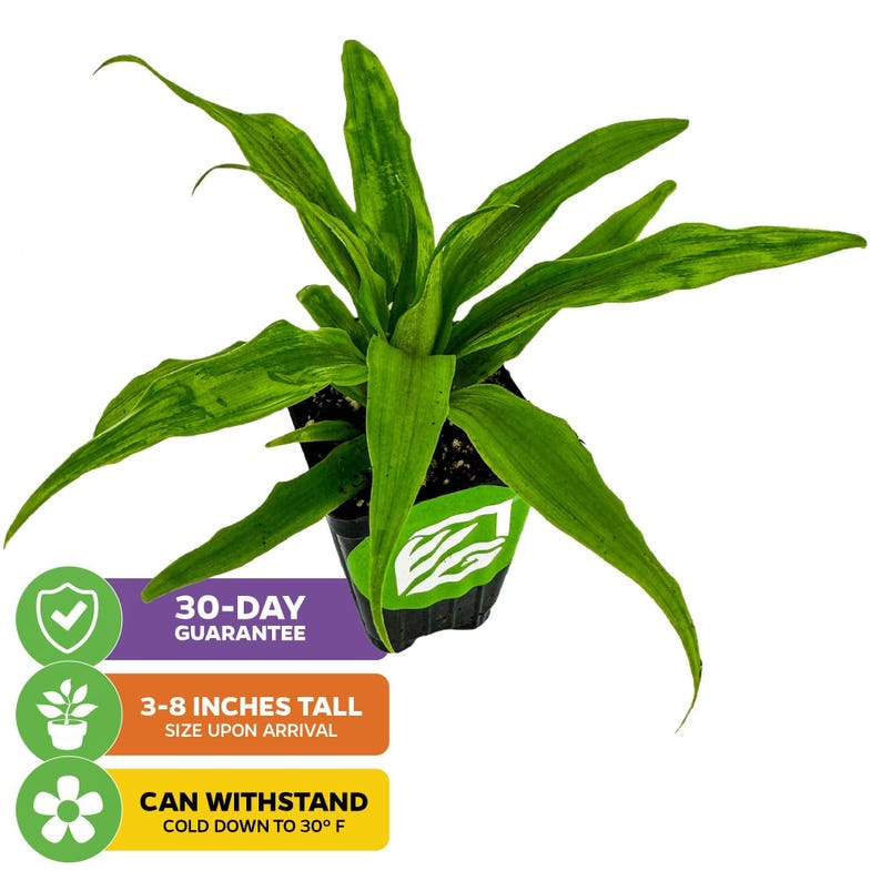 Wellspring Gardens Florida Special Pineapple
