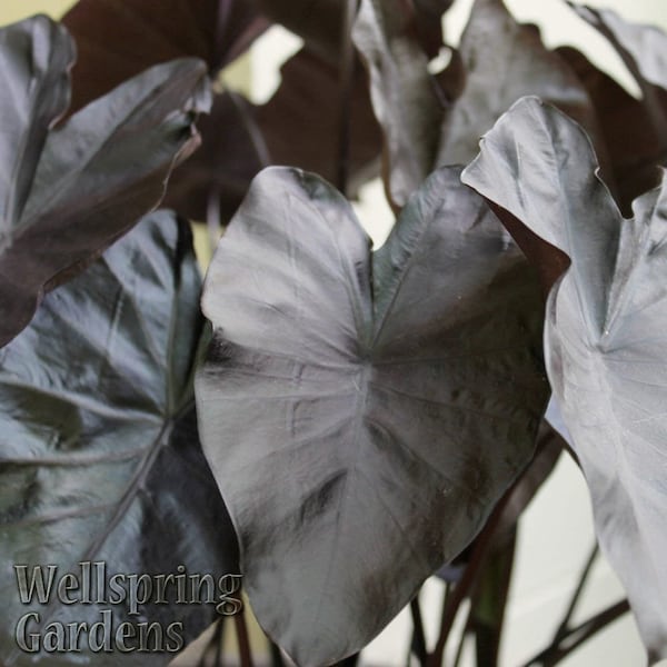 Black Coral Elephant Ear PPAF - Colocasia esculenta - Live Plant