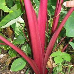 Sangria Elephant Ear Colocasia image 1