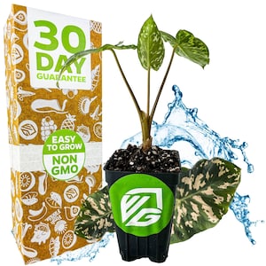 Oreja de Elefante Hilo Beauty - Alocasia - Planta viva