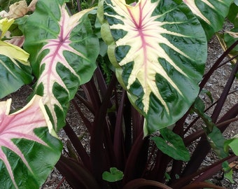 Waikiki Elephant Ear - Colocasia esculenta - Live Plant