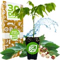 Katuk (Sweetleaf Bush) - Sauropus androgynus - Wellspring Gardens Starter Plant