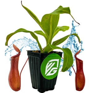 Alata Carnivorous Pitcher Plant - Nepenthes - Live Plant