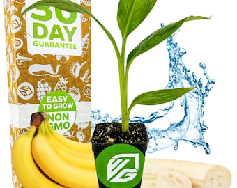 Dwarf Cavendish Banana Tree - Musa - Live Plant