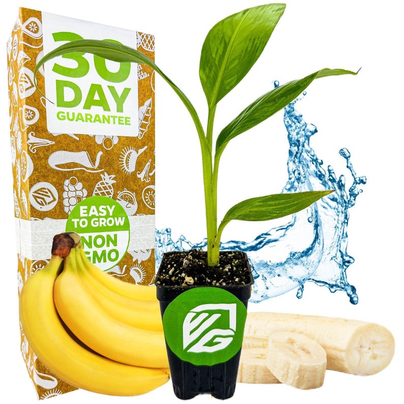 Dwarf Cavendish Banana Tree - Musa - Live Plant image 1