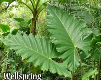 Boa Elephant Ear - Alocasia - Live Plant