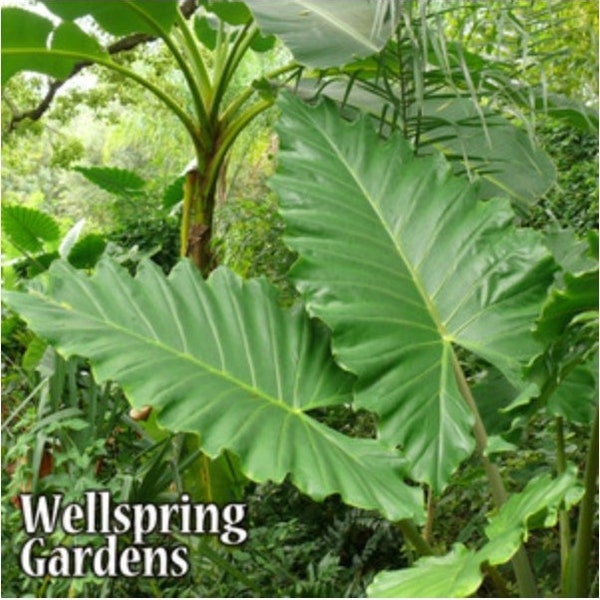 Elephant Ear Plant Etsy