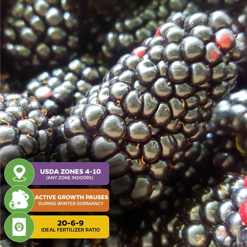 May include: Close-up of a cluster of ripe blackberries. The image includes text that reads "USDA Zones 4-10 (ANY ZONE INDOORS)", "ACTIVE GROWTH PAUSES DURING WINTER DORMANCY", and "20-6-9 IDEAL FERTILIZER RATIO".