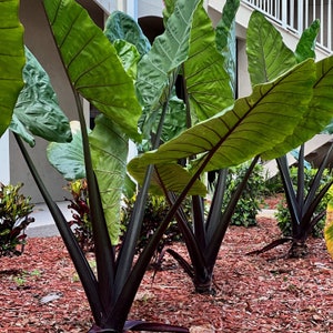 Black Stem Elephant Ear - Alocasia macrorrhiza - Live Plant