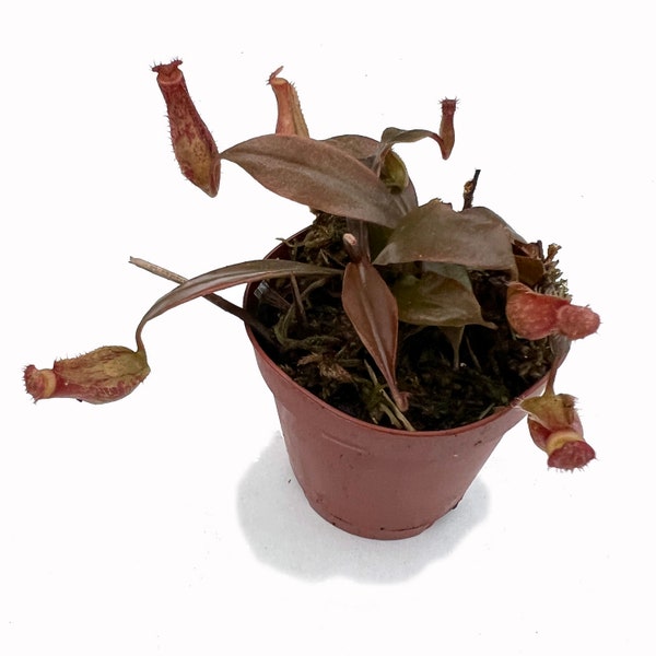 Bloody Mary Carnivorous Pitcher Plant - Nepenthes - Live Plant