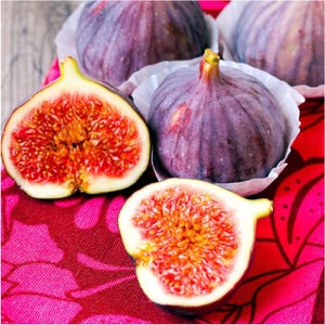 Violette de Bordeaux Fig - Ficus carica - Live Plant