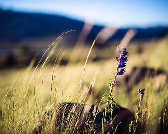 Purple Bluebonnet Wildflower Wall Art Print, Purple Flowers, Nature Photography, Landscape Photography, Colorado Mountain Art, Home Decor
