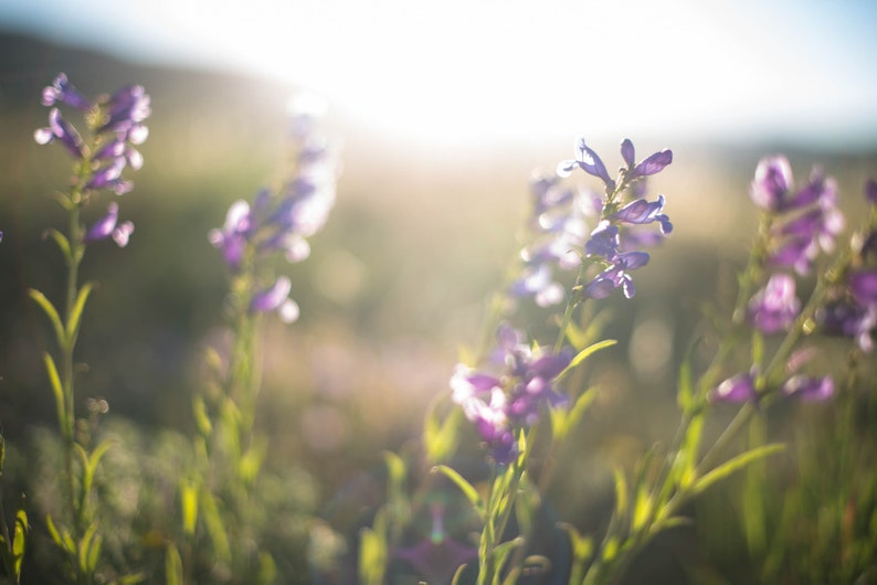 Purple Wildflower Wall Art Print Purple Flowers Etsy