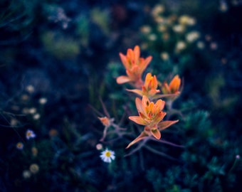 Photography Digital Download, Indian Paintbrush Printable Wall Art, Orange, Nature Photography, Flower Photography, Wall Decor Colorado