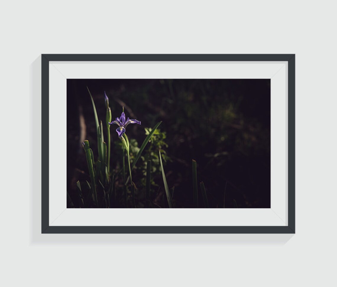 Purple Larkspur Wildflower Wall Art Print, Purple Flowers, Nature