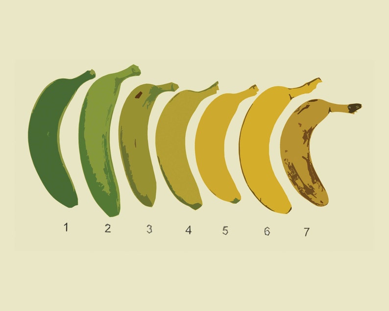 Bananas did you have. Платано бананы. Спелый банан. Стадии спелости бананов. Степень зрелости банана.