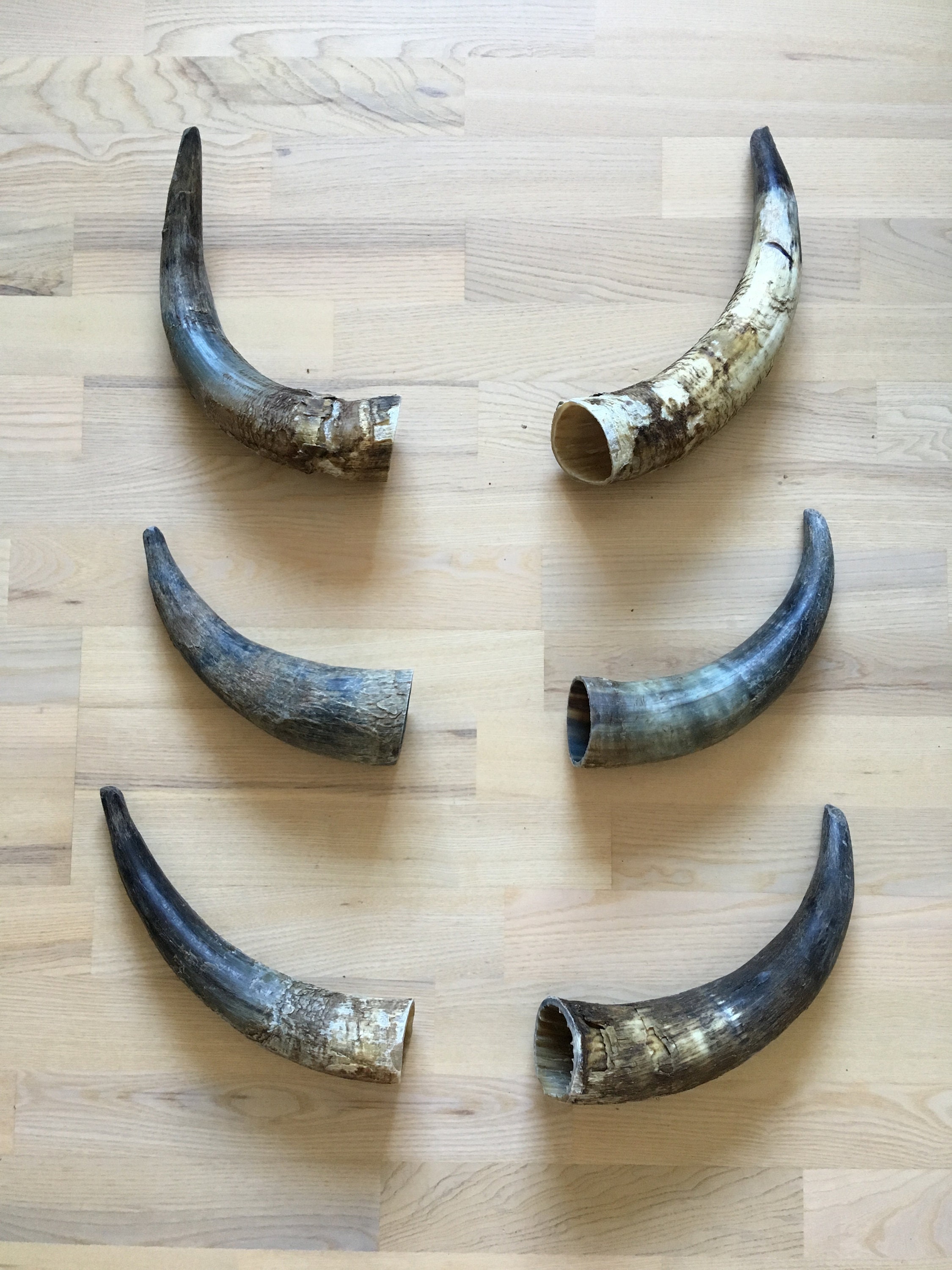 Large cow horn dogs chew toy. The perfect all natural chew toy for dogs. About 30 cm / 12 long