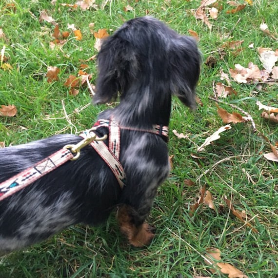 Thin dog harness 2025